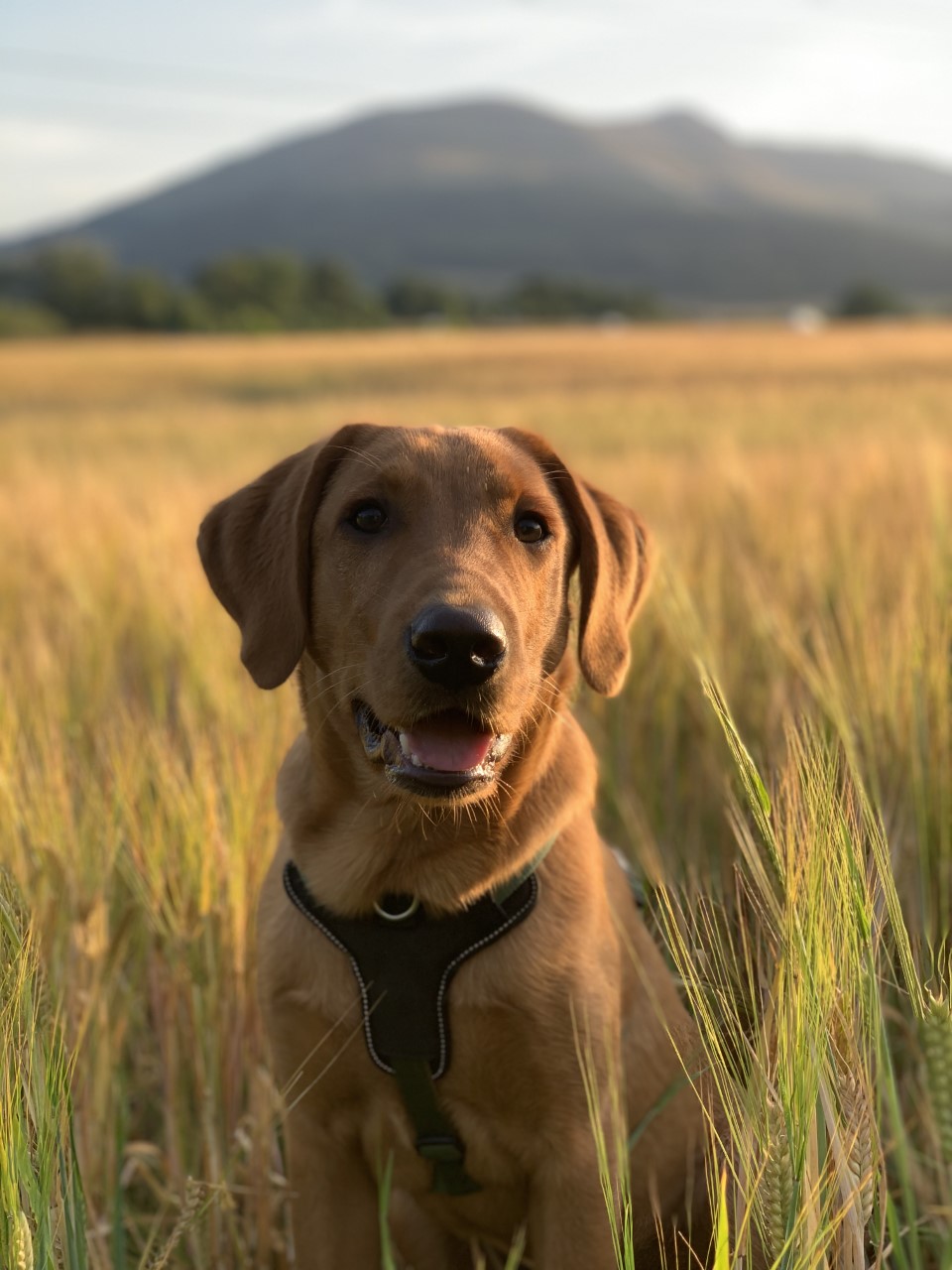dog_tyler_morrison